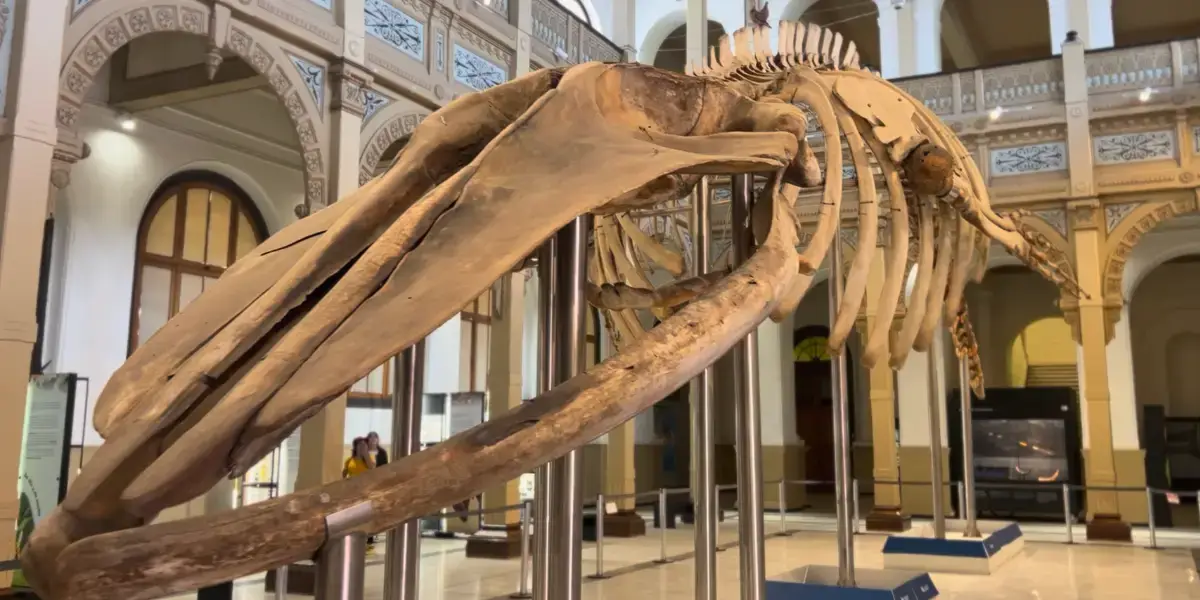 Blue whale skeleton fossil
