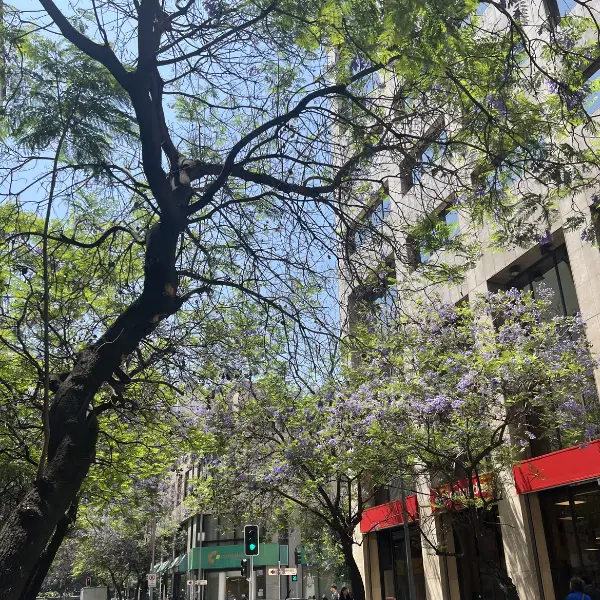 Jacaranda