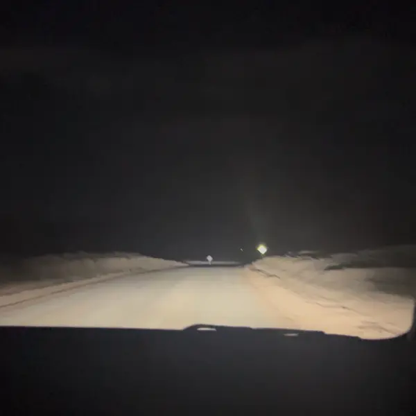 watching for wildlife on the roadside