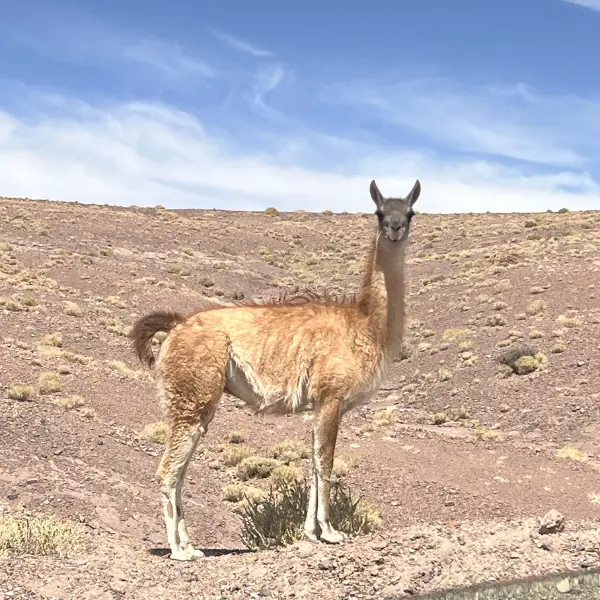 wild vicuña on road Atacama desert Chile wildlife